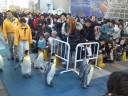 海遊館・ペンギンパレード