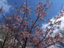 江戸川橋の桜？梅？